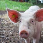 farm farmer pink ears